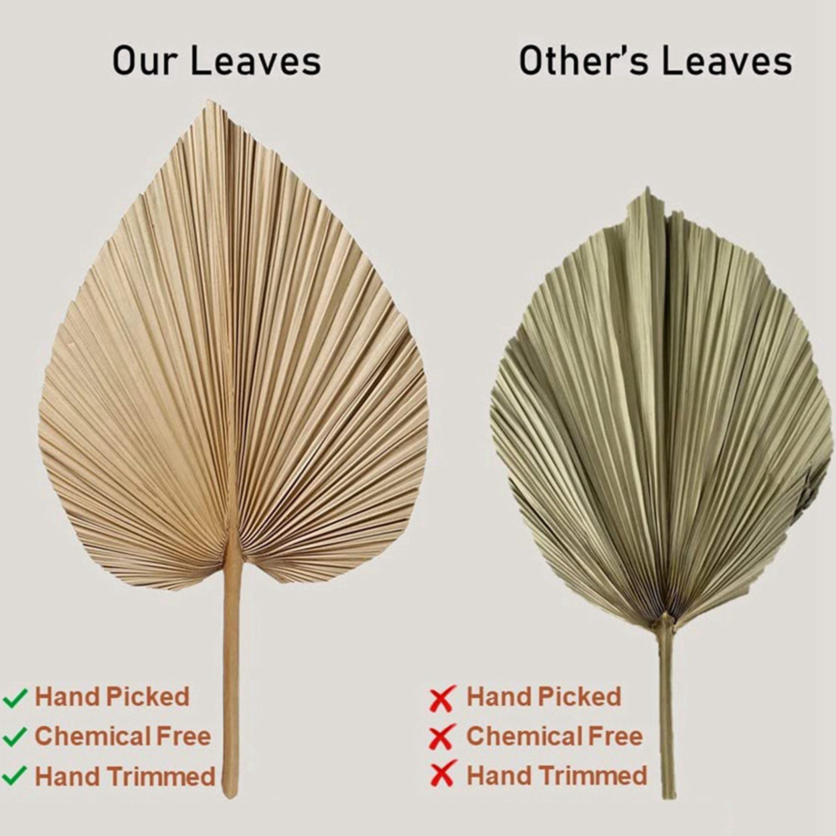 Palm Leaf Dried - 8 sztuk naturalnych suszonych liści palmowych