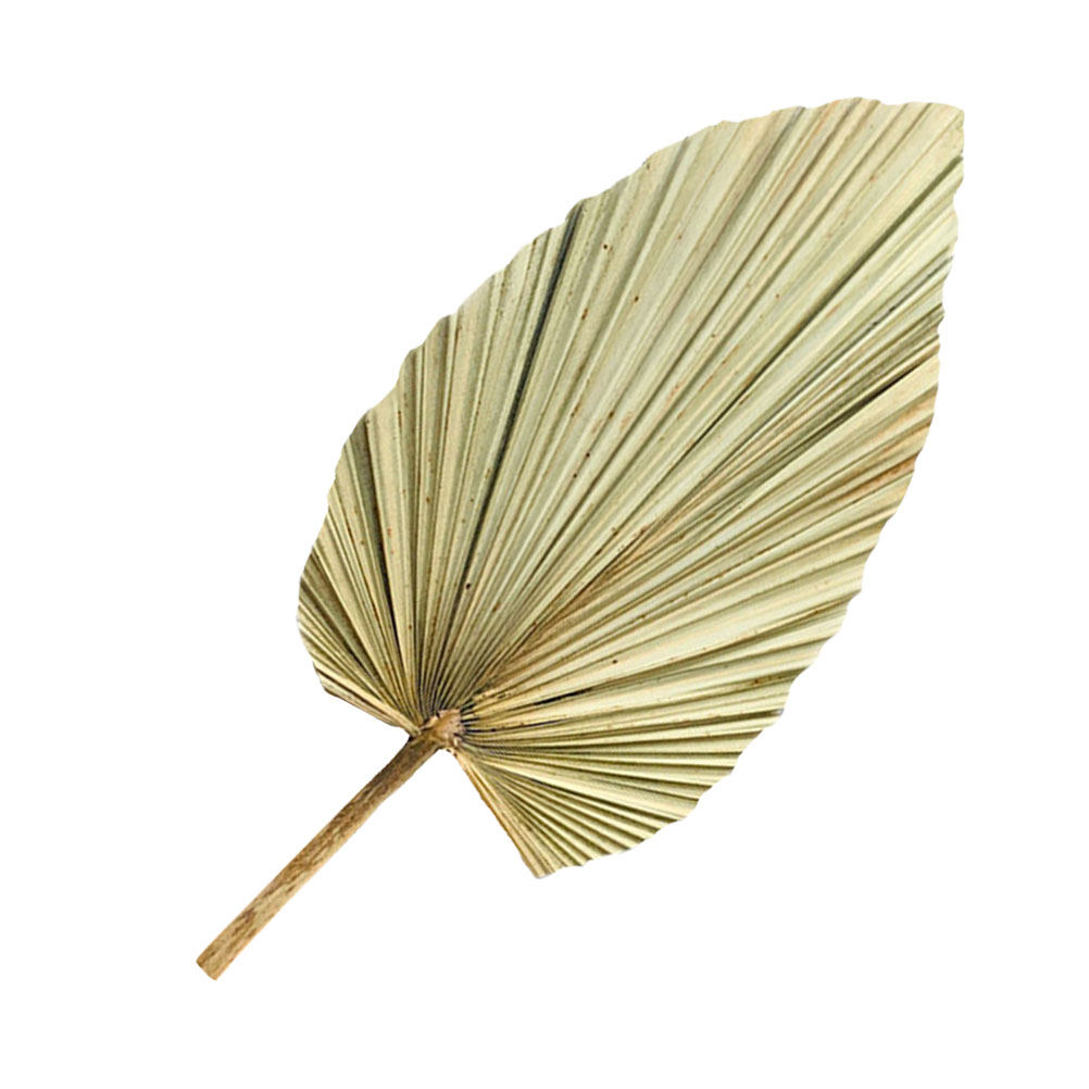 Palm Leaf Dried - 1 szt. Żywy dekor z liści
