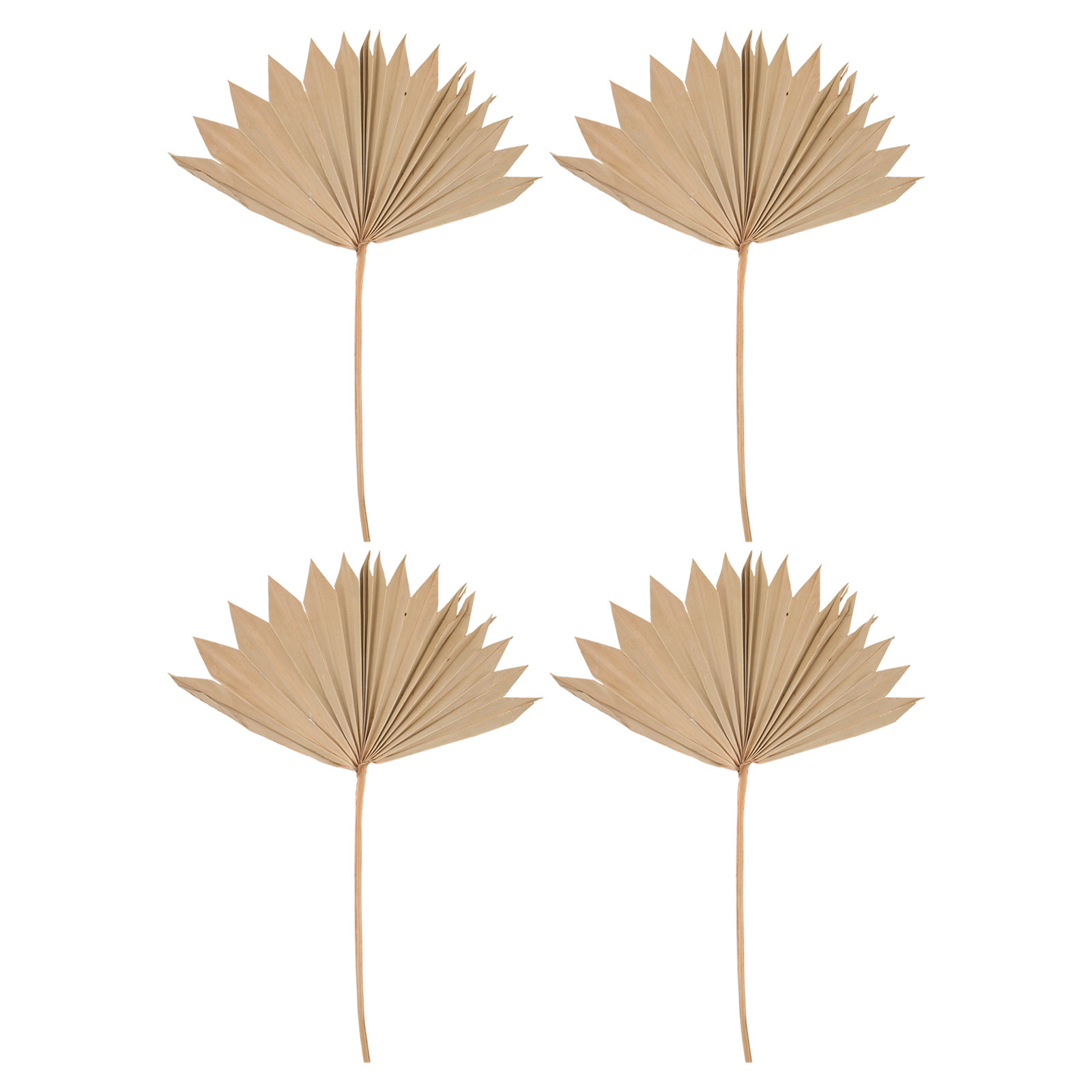 Palm Leaf Dried - 4 sztuki suszonych liści palmowych jako