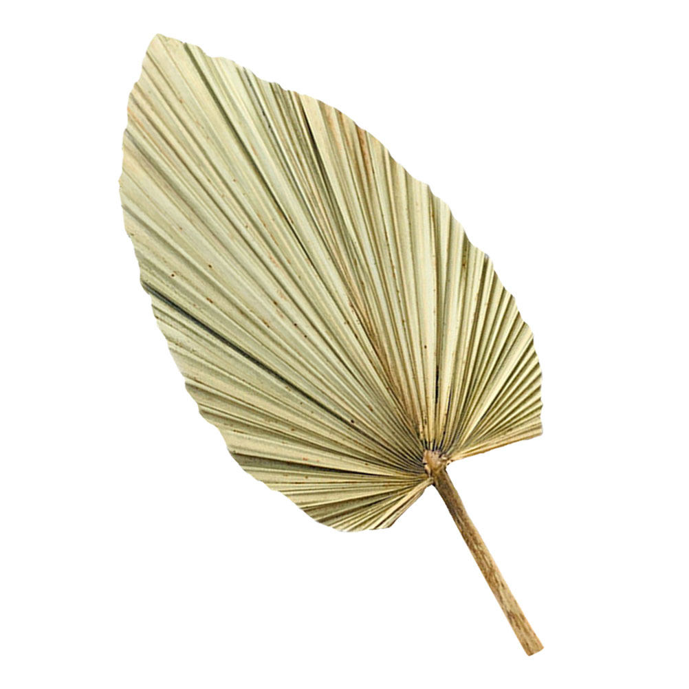 1 szt. Żywy dekor z liści palm – Palm Leaf Dried recenzja i cena