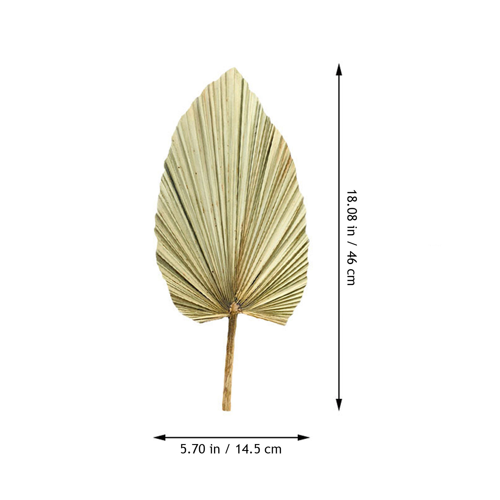 1 szt. Żywy dekor z liści palm – Palm Leaf Dried recenzja i cena