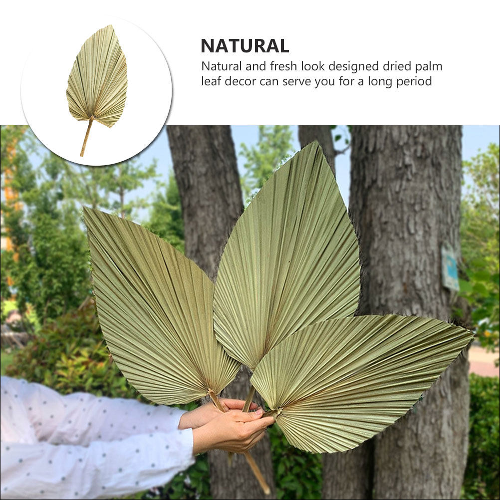 1 szt. Żywy dekor z liści palm – Palm Leaf Dried recenzja i cena