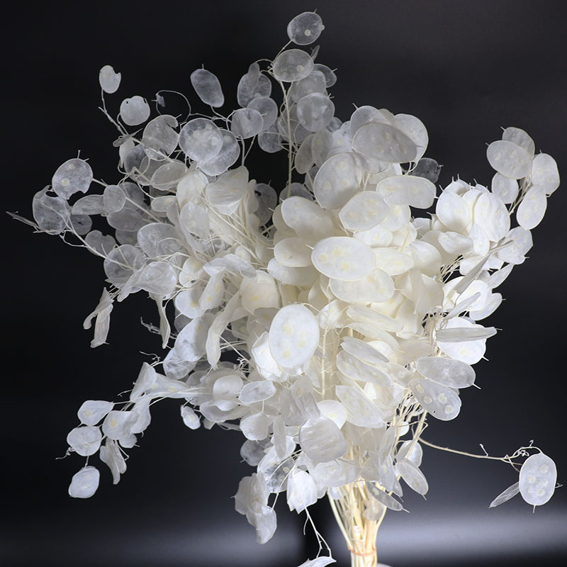 Zachowane kwiaty Lunaria do ar – Eucalyptus Preserved recenzja i cena