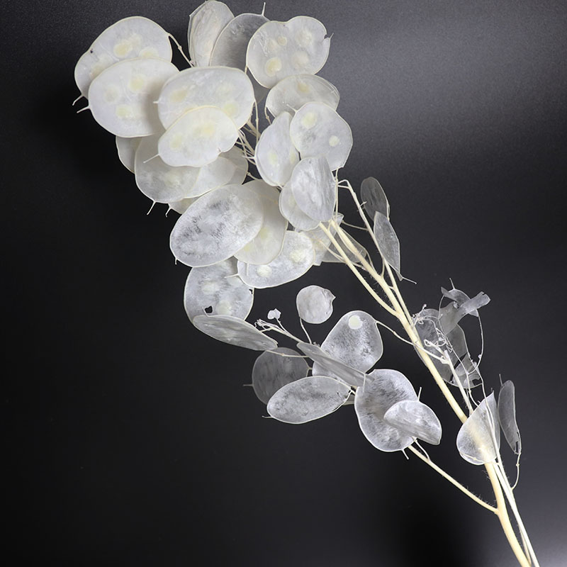 Zachowane kwiaty Lunaria do ar – Eucalyptus Preserved recenzja i cena