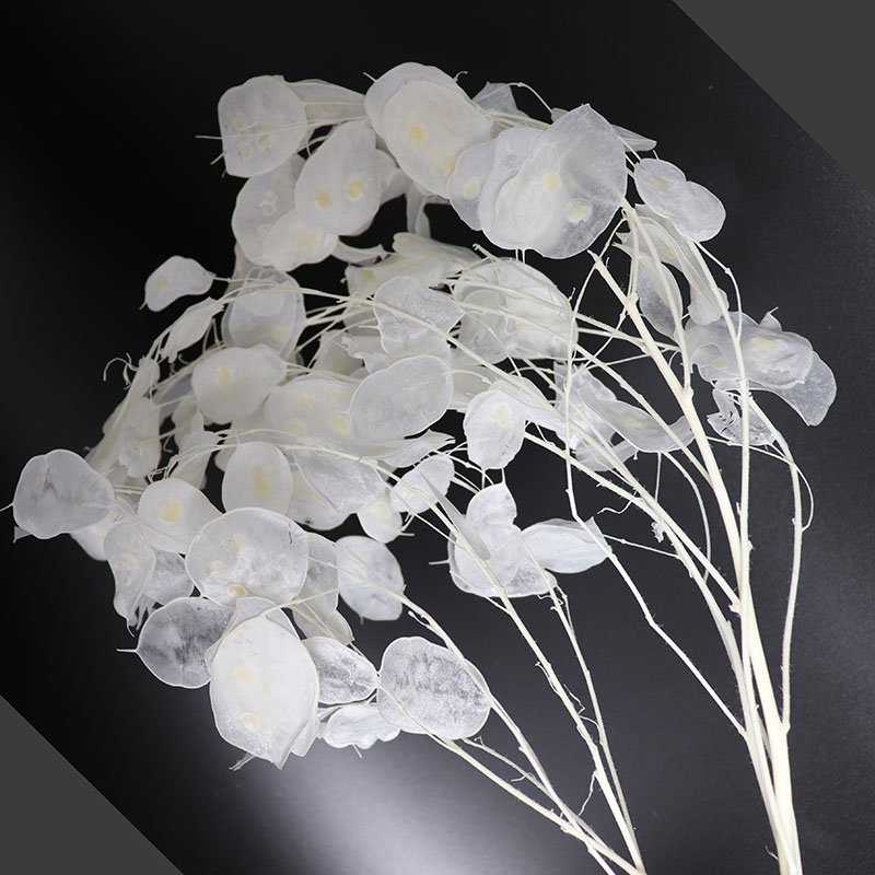 Zachowane kwiaty Lunaria do ar – Eucalyptus Preserved recenzja i cena