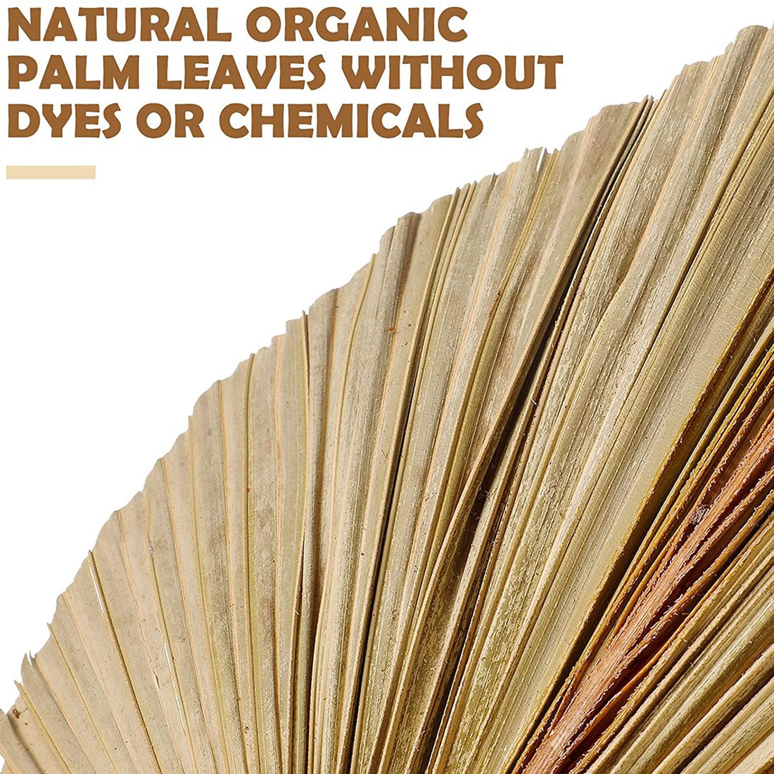 5 sztuk naturalne suszone liśc – Palm Leaf Dried recenzja i cena