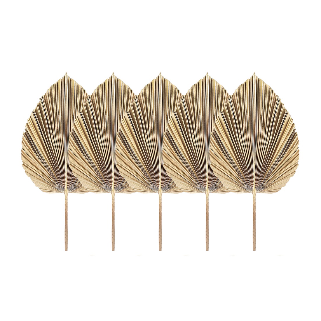 5 sztuk naturalne suszone liśc – Palm Leaf Dried recenzja i cena