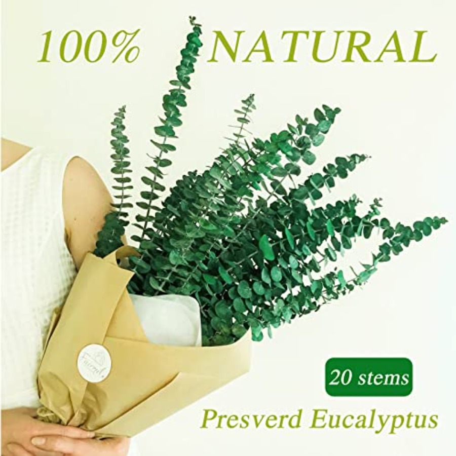 20 szt. Suszonych, konserwowan – Eucalyptus Preserved recenzja i cena