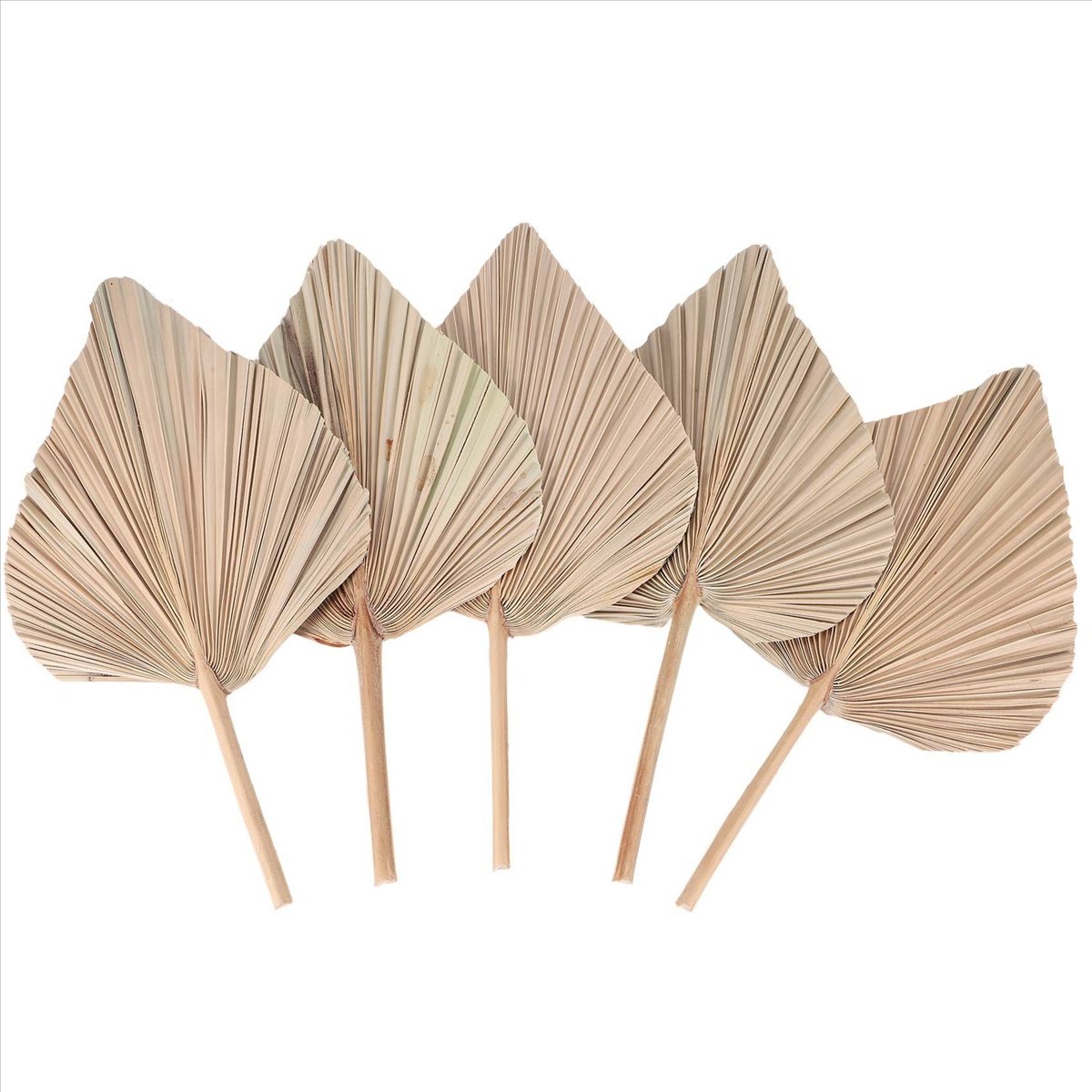 NOCM Suszone Liście Palmy Deko – Palm Leaf Dried recenzja i cena