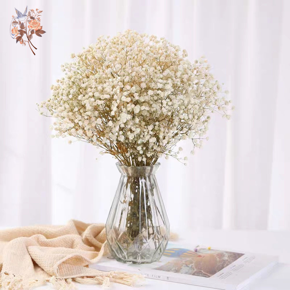 60g Suszony Bukiet Kwiatów Bab – Eucalyptus Preserved recenzja i cena