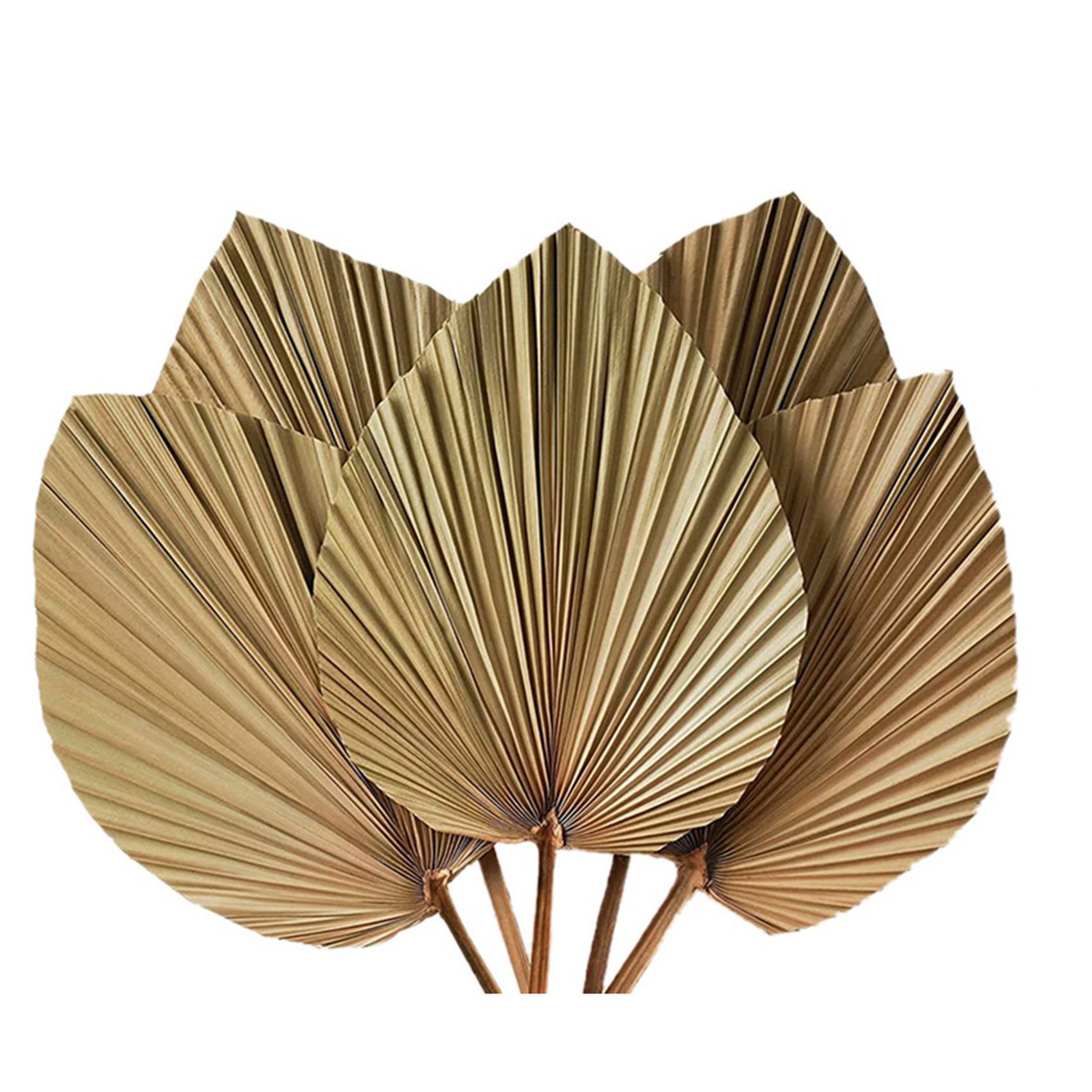 Suszone Liście Palmy Dekoracja – Palm Leaf Dried recenzja i cena