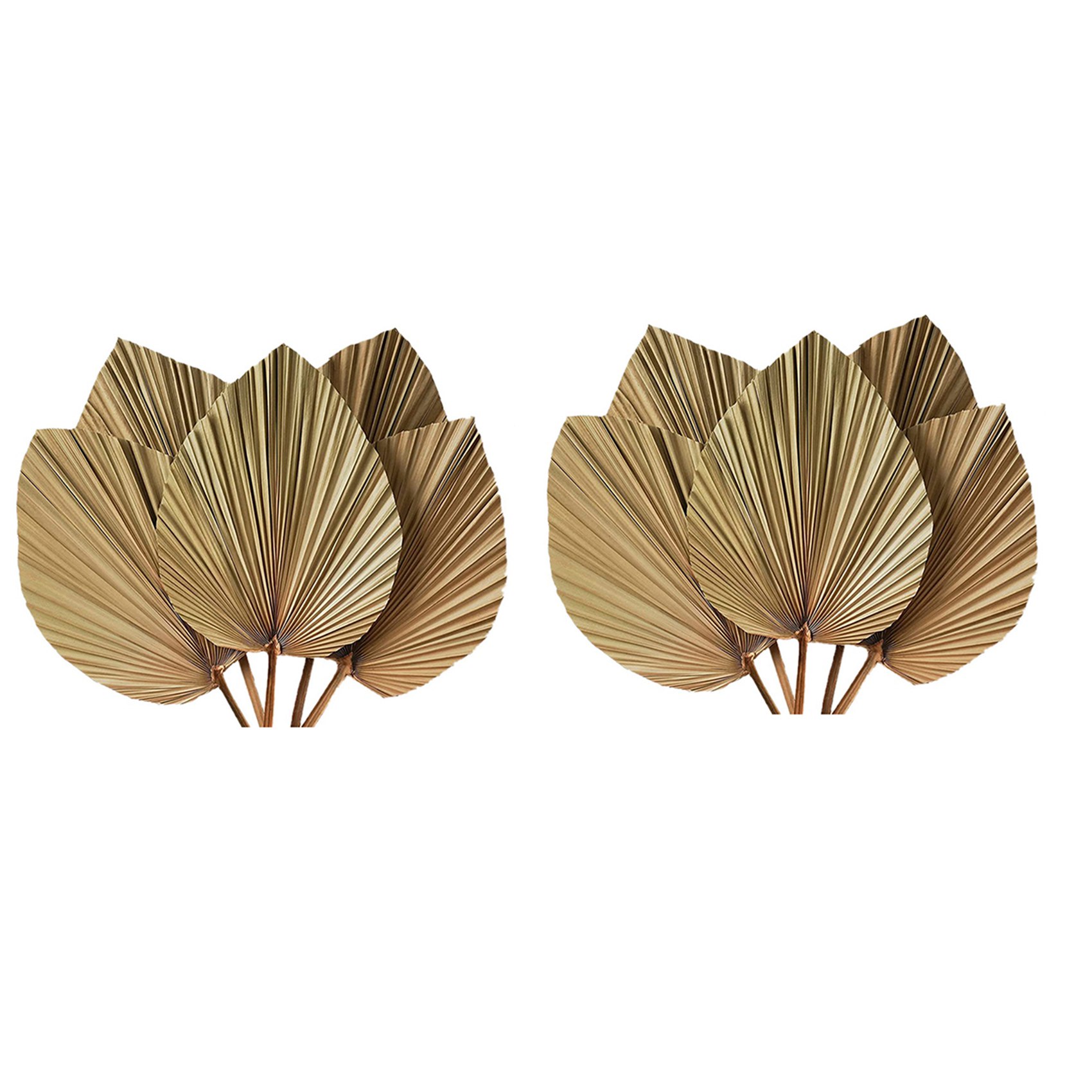 Suszone Liście Palmy Dekoracja – Palm Leaf Dried recenzja i cena