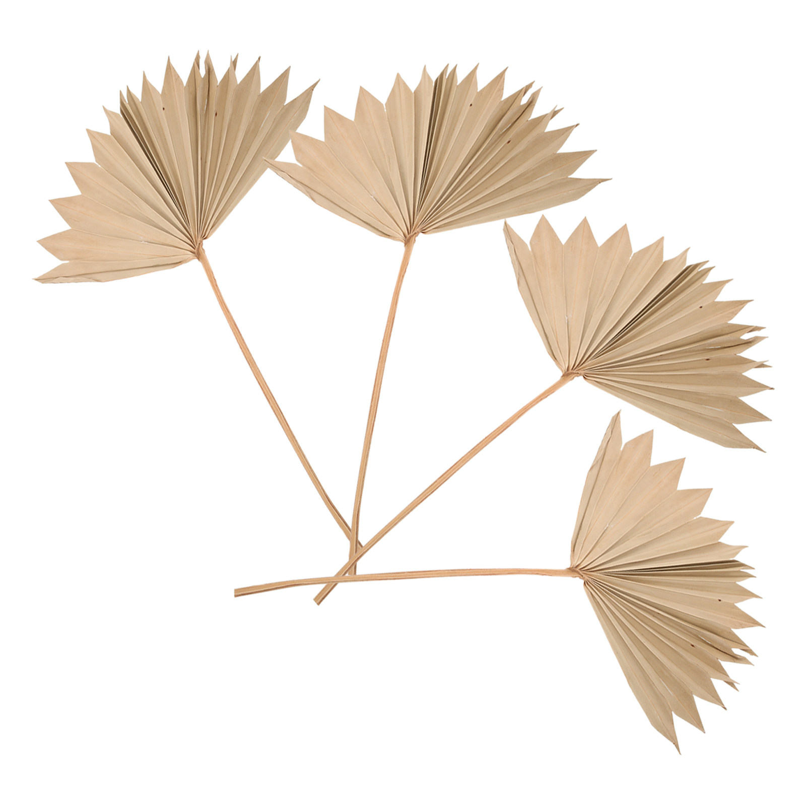 4 szt. Suszone liście palmowe  – Palm Leaf Dried recenzja i cena