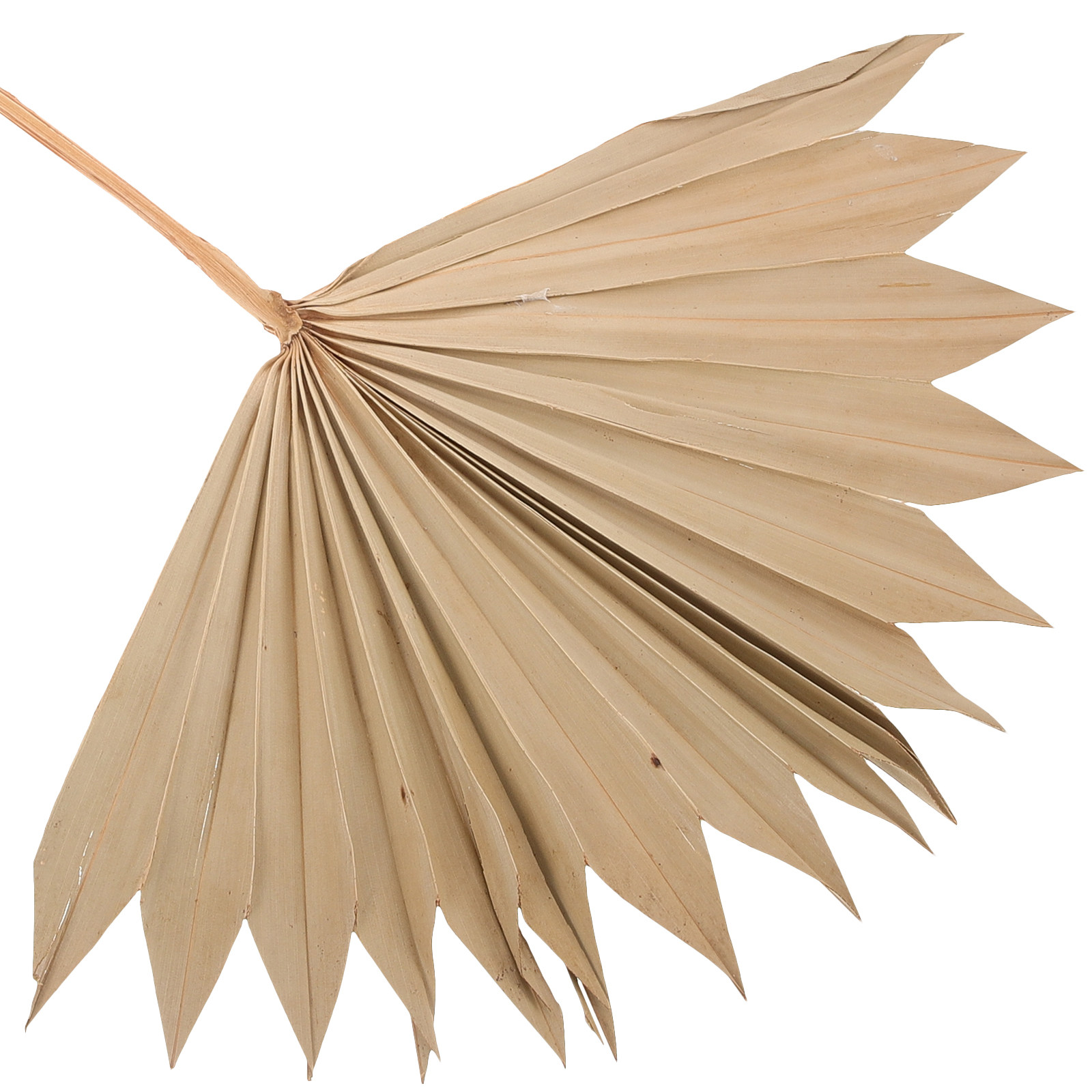 4 szt. Naturalne suszone liści – Palm Leaf Dried recenzja i cena