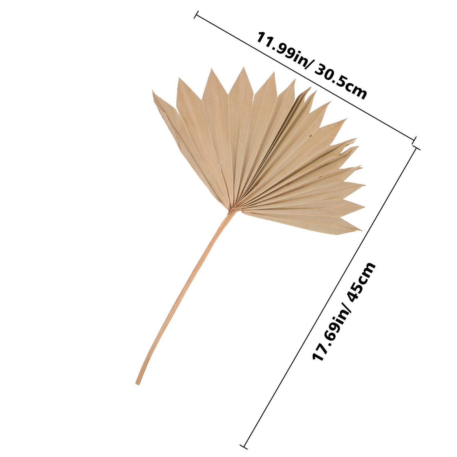 4 szt. Naturalne suszone liści – Palm Leaf Dried recenzja i cena