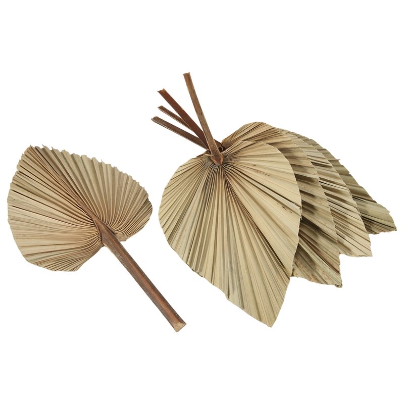 SEWS-5 szt. Naturalne suszone  – Palm Leaf Dried recenzja i cena