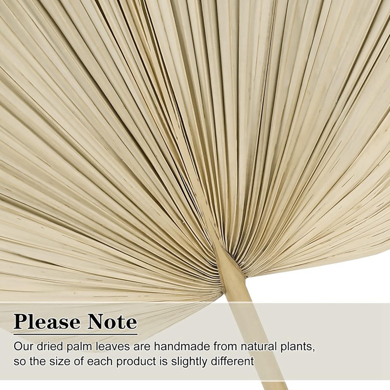 Nowe 6 SZTUK suszonych liści p – Palm Leaf Dried recenzja i cena