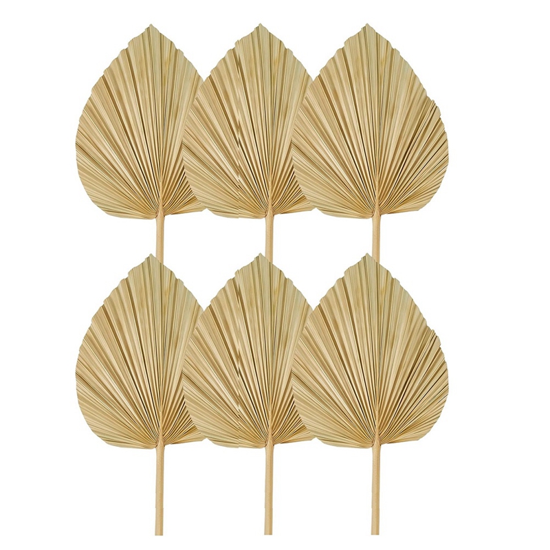 Nowe 6 SZTUK suszonych liści p – Palm Leaf Dried recenzja i cena