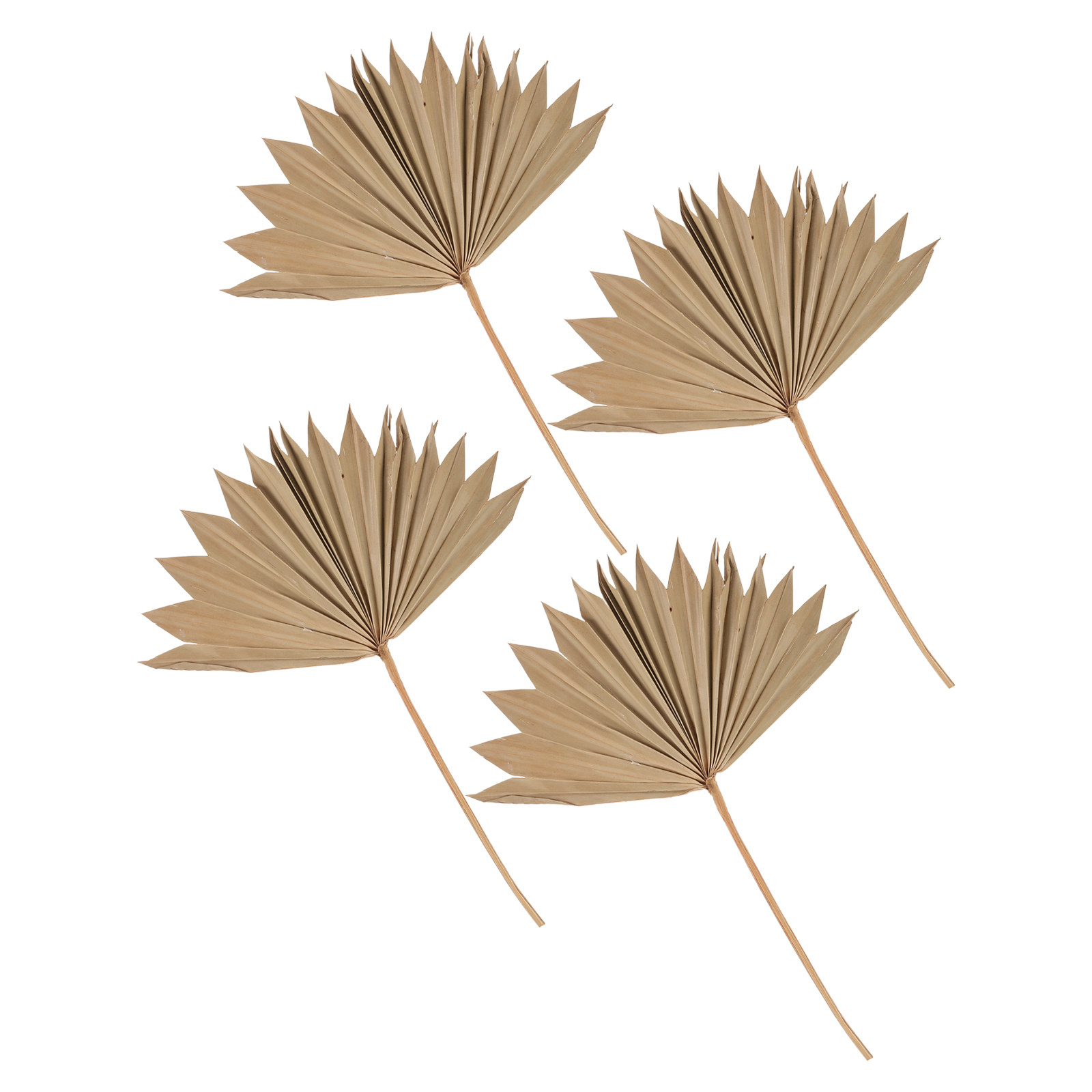 4 sztuki suszonych liści palmo – Palm Leaf Dried recenzja i cena