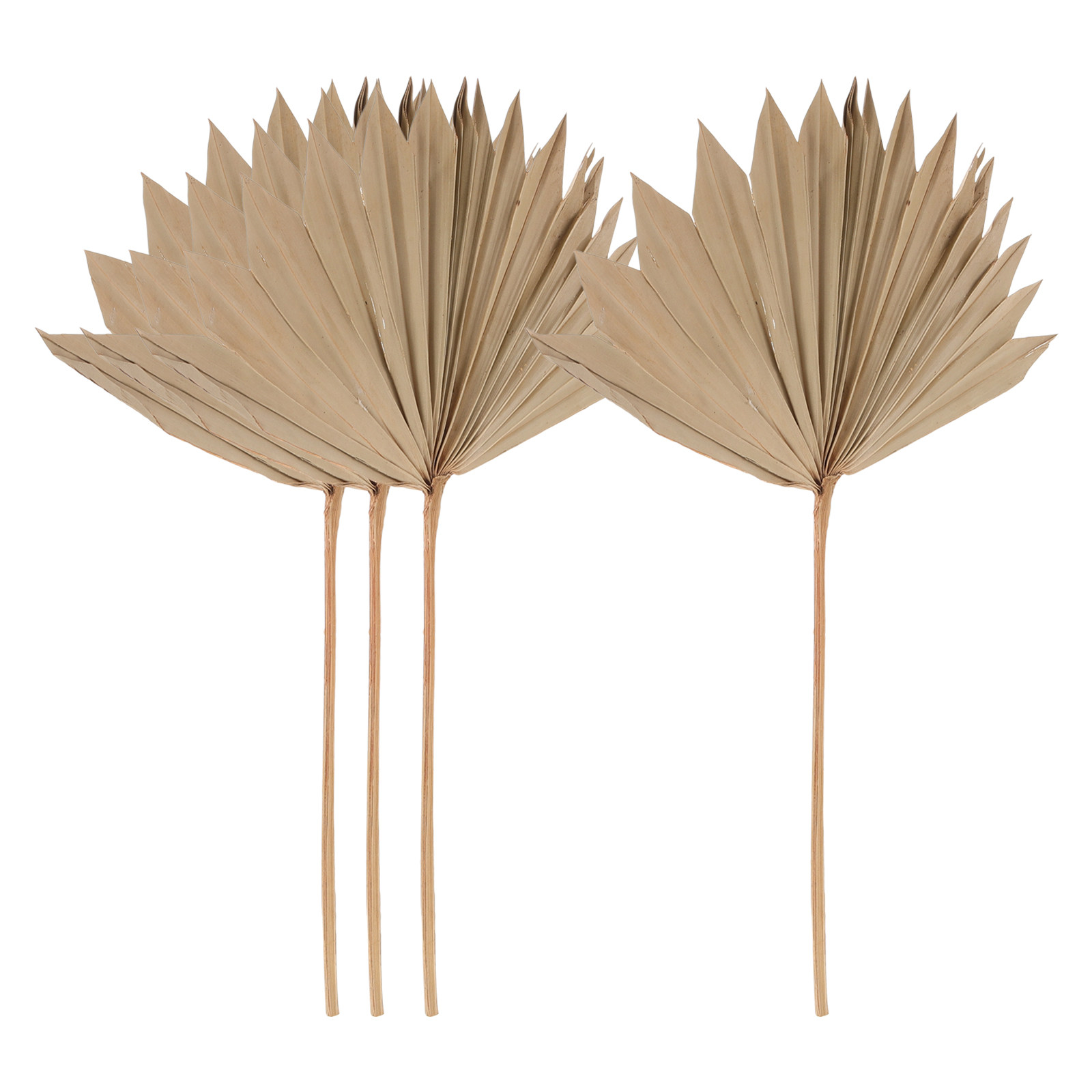4 sztuki suszonych liści palmo – Palm Leaf Dried recenzja i cena